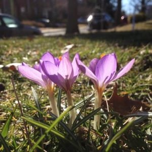 15% increase in saffron cultivation area in Taybad city , Iranian saffron, saffron harvest, saffron cultivation, economic prosperity in saffron, medicinal plants, Saffron harvest in Taybad city, saffron harvest from farms in Taybad city, saffron export, Iranian saffron export