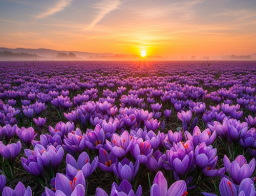 Is saffron healthy?