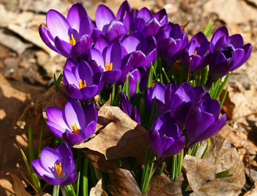 Export Of Iranian Saffron Export Of Iranian Saffron