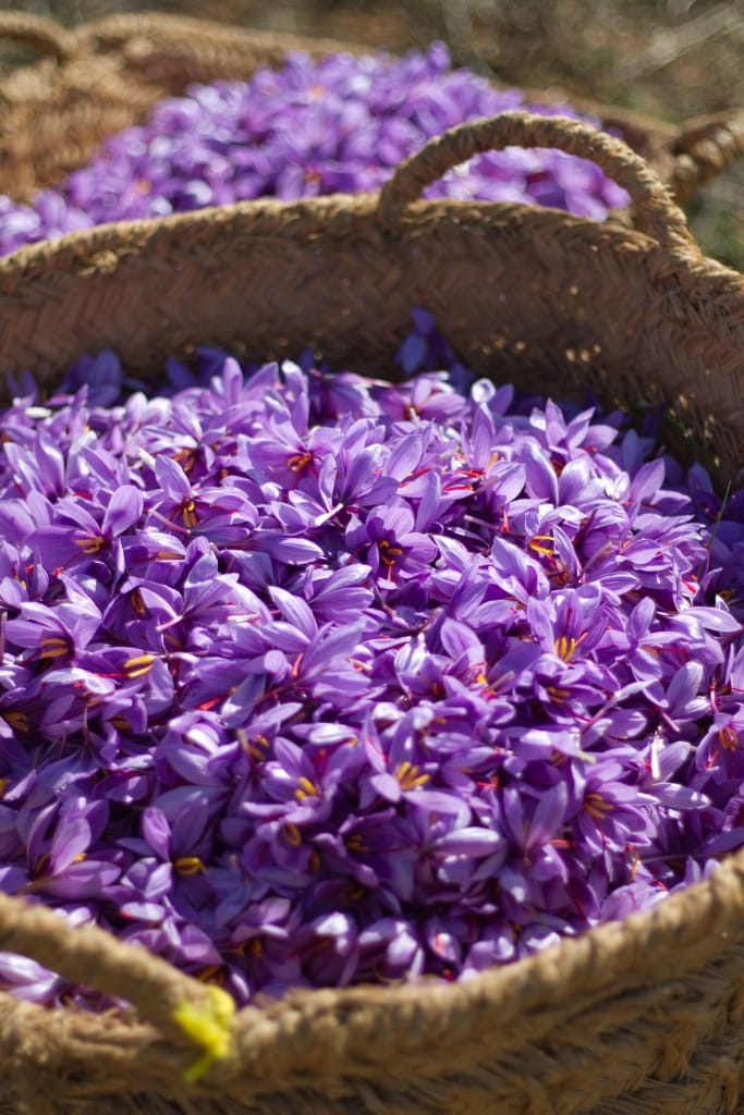 Gilan,20% of the mountainous lands of Gilan are prone to saffron cultivation,Gilan and saffron cultivation, Iranian saffron, saffron cultivation in mountainous areas of Gilan, saffron in mountainous logic of Gilan, saffron cultivation, saffron,