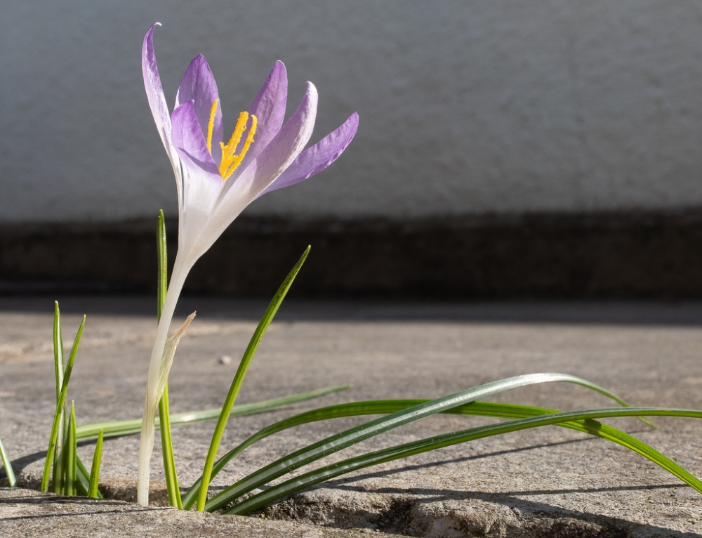 16 Percent Increase In Exports Of Saffron Emirates The Biggest Buyer 16 Percent Increase In Exports Of Saffron Emirates The Biggest Buyer