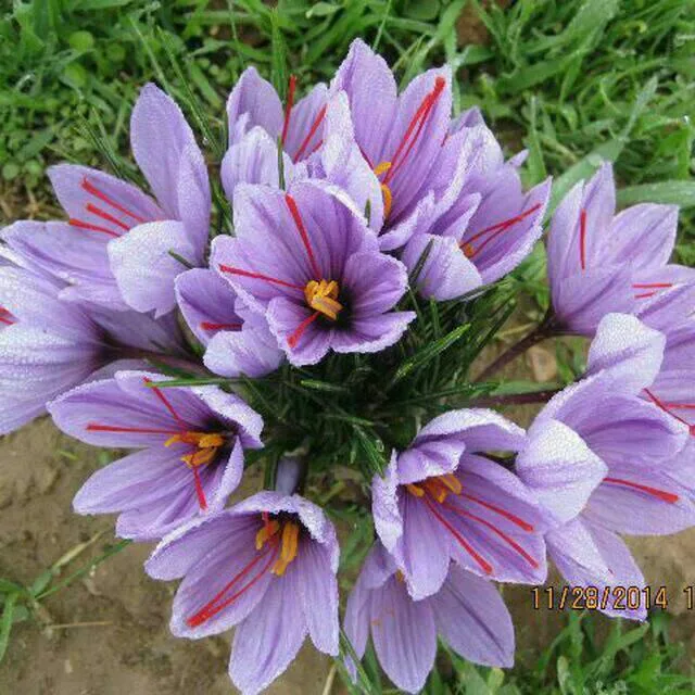 Saffron cultivation in Piranshahr Iran