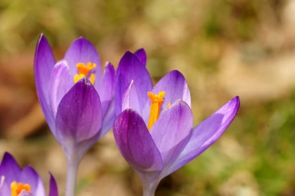 30% reduction in saffron production in Bardaskan-Iran , Reduction of saffron production in Bardaskan, Saffron harvest, Saffron cultivation, Economic prosperity in saffron, Medicinal plants, Iranian saffron, Saffron production in Bardaskan, Iranian saffron market, Bardaskan saffron
