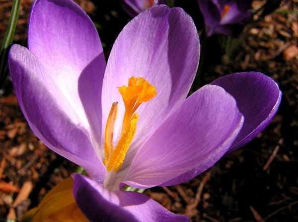 40 million Chinese profit from selling every kilo of Iranian saffron!, 40 million Chinese profit from selling each kilo of saffron, saffron harvest, saffron cultivation, economic prosperity in saffron, medicinal plants, Iranian saffron, Iranian saffron export, Chinese profit from selling every kilo of Iranian saffron, selling every kilo of Iranian saffron, Chinese profit of millions From the sale of each kilo of Iranian saffron
