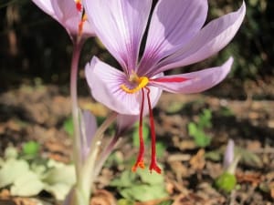 40% reduction in saffron harvest in Torbat Heydariyeh , Iranian saffron, saffron harvest, saffron cultivation, economic prosperity in saffron, medicinal plants, Saffron harvest, saffron export, Iranian saffron export, saffron cultivation in greenhouse