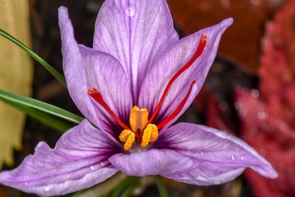 40% reduction in saffron harvest in Torbat Heydariyeh , Reduction of saffron harvest in Torbat Heydariyeh, Saffron harvest, Saffron cultivation, Economic prosperity in saffron, Medicinal plants, Saffron, Saffron harvest in Torbat Heydariyeh, Iranian saffron