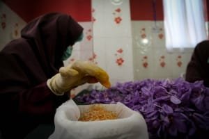 40% reduction in saffron production in Gonabad city , Iranian saffron, saffron harvest, saffron cultivation, economic prosperity in saffron, medicinal plants, saffron export, Gonabad saffron harvest, saffron harvest from Gonabad farms, saffron production in Gonabad