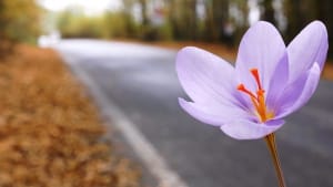 40% reduction in saffron production in Rashtkhar city , Iranian saffron, saffron harvest, saffron cultivation, economic prosperity in saffron, medicinal plants, Saffron harvest, saffron export, Iranian saffron export