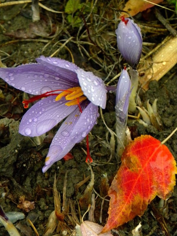 50 hectares of Sangroukliai farms are cultivated with saffron , Sangroukliai farms under saffron cultivation, Saffron harvest, Saffron cultivation, Economic prosperity in saffron, Medicinal plants, Sangroukliai farms of saffron, Saffron harvest