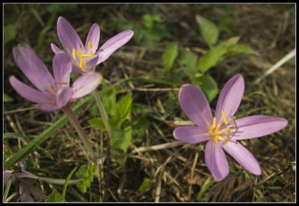 50 hectares of lands in Hamedan were cultivated with saffron, 50 hectares of Hamedan lands under saffron cultivation, saffron harvest, saffron cultivation, economic prosperity in saffron, medicinal plants, Iranian saffron, Iranian saffron cultivation, Hamedan saffron