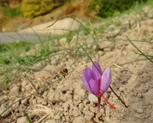 $ 610 million in saffron exchange for Khorasan Razavi , Iranian saffron, saffron harvest, saffron cultivation, economic prosperity in saffron, medicinal plants, Khorasan Razavi saffron harvest, saffron harvest from farms in Khorasan Razavi , Saffron Export, Iranian Saffron Export