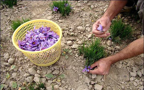 price of saffron in Louisiana,saffron in Louisiana,saffron companies in Louisiana,saffron price in Louisiana,saffron iran in Louisiana,saffron shop in Louisiana,buy saffron in Louisiana,buy persian saffron in Louisiana,purchase saffron in Louisiana,major purchase in Louisiana,