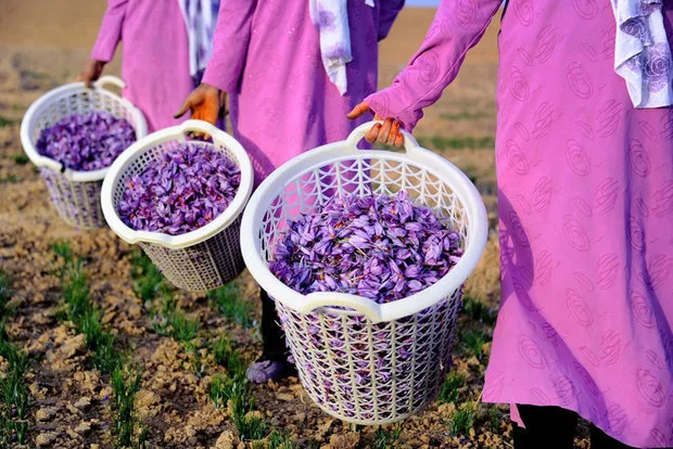 Significant smuggling of saffron bulbs to Afghanistan