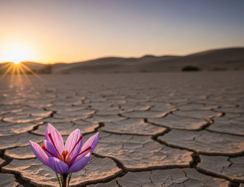 How rare is saffron?