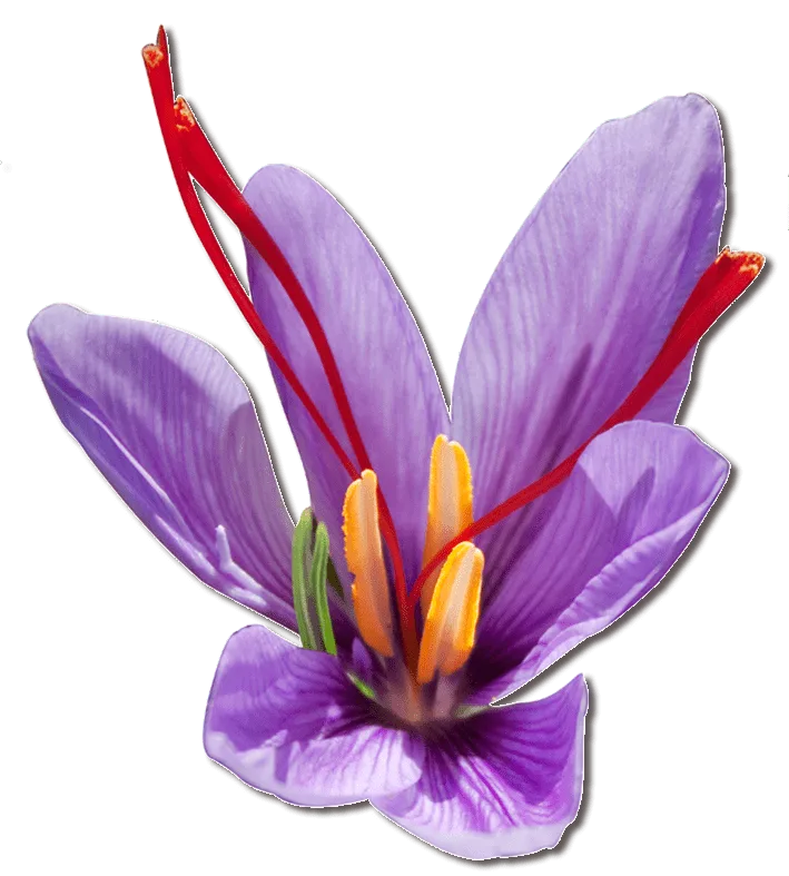 85% increase in saffron planting in Malayer,85% increase in saffron planting in Malayer in Iran,Saffron planting in Malayer, economy, products, saffron cultivation in Malayer, Saffron harvest per hectare