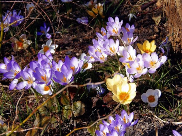 9 hectares of Meybod farms were planted with saffron , 9 hectares of Meybod farms under saffron cultivation, saffron harvest, saffron cultivation, economic prosperity in saffron, medicinal plants, Meybod farms under saffron cultivation, Iranian saffron, saffron in Meybod city