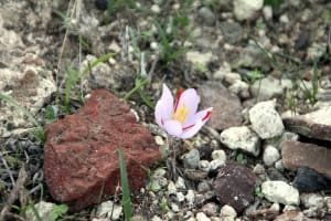 909 hectares of saffron cultivation in Yazd province last year , Iranian saffron, saffron harvest, saffron cultivation, economic prosperity in saffron, medicinal plants, Saffron harvest, saffron export, Iranian saffron export