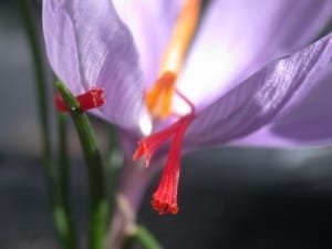 Allocating 65% of world saffron production to Iran , Iranian saffron, saffron harvest, saffron cultivation, economic prosperity in saffron, medicinal plants, Saffron harvest, saffron export, Iranian saffron export