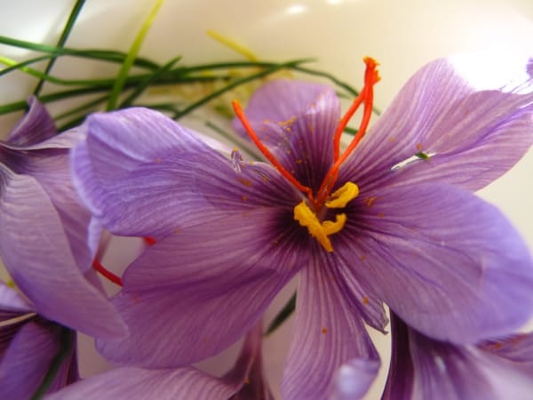 Allocation of 135 hectares under saffron cultivation in Sirjan , Allocation of area under saffron cultivation in Sirjan, Saffron harvest, Saffron cultivation, Economic prosperity in saffron, Medicinal plants, Allocation of saffron cultivation in Sirjan, Iranian saffron, Saffron cultivation in Sirjan