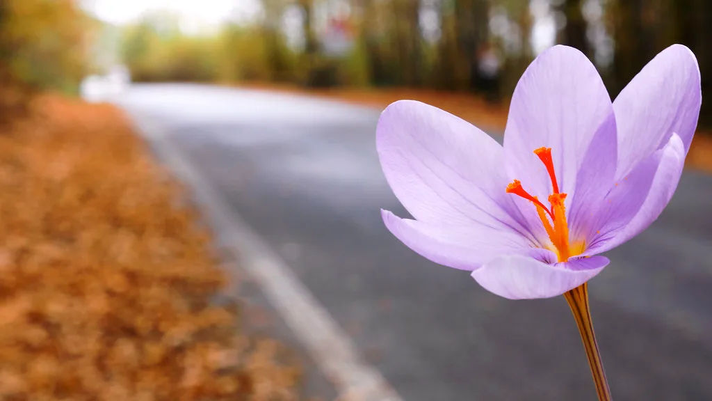 Annual production of 400 tons of saffron in Khorasan Razavi , Iranian saffron, saffron harvest, saffron cultivation, economic prosperity in saffron, medicinal plants, saffron harvest in Khorasan Razavi, saffron harvest from Khorasan Razavi farms, saffron production in Khorasan Razavi