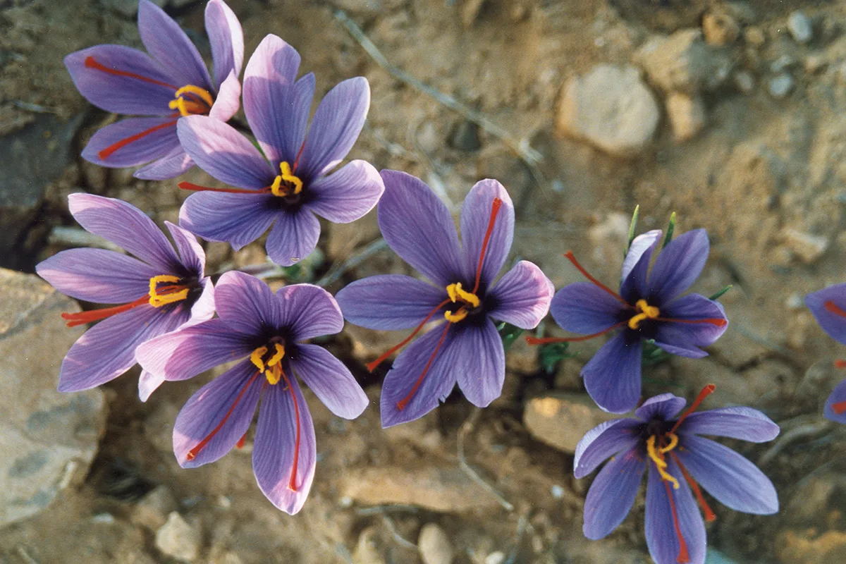 Attempting to create more value added in the saffron industry at startup events,Saffron industry, saffron industry at Torbat Heydarieh University, Saffron Research Center, Startups Products, Services