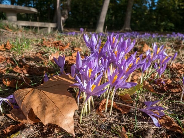 Be careful of genetic saffron storage! ‌ , Care for saffron genetic storage, Economic prosperity in saffron, Medicinal plants, Saffron production, Iranian saffron, Saffron genetic storage, Genetic saffron