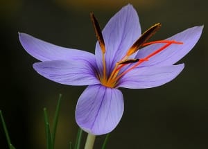 Beginning of saffron harvest from 20 hectares in Karzan city of Ilam , Iranian saffron, saffron harvest, saffron cultivation, economic prosperity in saffron, medicinal plants, Saffron harvest in Karzan city of Ilam, saffron harvest from farms in Karzan city of Ilam