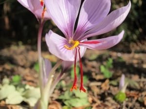 Beginning of saffron harvest from agricultural farms of Ravansar city , Iranian saffron, saffron harvest, saffron cultivation, economic prosperity in saffron, medicinal plants, Saffron harvest, saffron export, Iranian saffron export