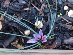 Beginning of saffron harvest in 18 hectares of farms in Gilan , Iranian saffron, saffron harvest, saffron cultivation, economic prosperity in saffron, medicinal plants, Gilan saffron harvest, saffron harvest from Gilan farms