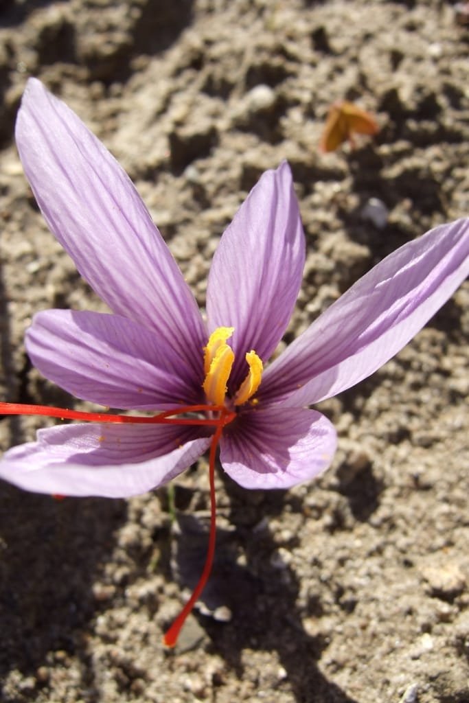 Beginning of saffron harvest in 25 hectares of land from Abadeh farms , Iranian saffron, saffron harvest, saffron cultivation, economic prosperity in saffron, medicinal plants, saffron of Abadeh city