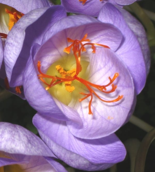 Branding is the most important problem of Lorestan saffron export , Branding the most important problem of saffron export, Saffron harvest, Saffron cultivation, Economic prosperity in saffron, Medicinal plants, Lorestan saffron, Iranian saffron, The most important problem of Lorestan saffron export, The most important problem of saffron export