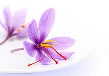 By setting up the saffron deal option the risk of farmers is reduced,By setting up the saffron deal option, the risk of farmers is reduced,saffron deal option, the risk of farmers,the stock exchange,market to the option of saffron deals