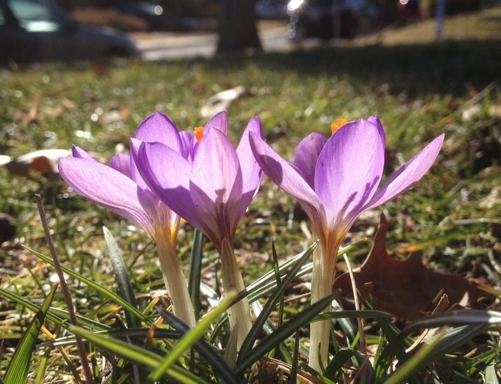 Bulk sale of aphthae saffron flowers for red gold export