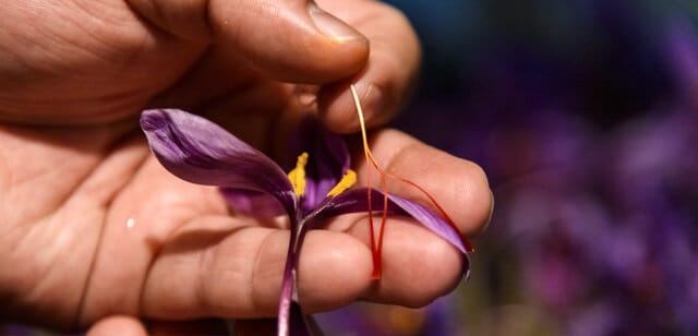 Cultivation of greenhouse saffron cultivation in Iran , Greenhouse saffron cultivation in Iran, Greenhouse saffron harvest, Saffron cultivation, Economic prosperity in saffron, Medicinal plants