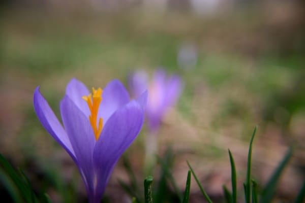 Cultivation of more than 3800 hectares of saffron in Lorestan , Cultivation of more than a few thousand hectares of saffron in Lorestan, Saffron harvest, Saffron cultivation, Economic prosperity in saffron, Medicinal plants, Saffron production, Iranian saffron, Cultivation of several thousand hectares of saffron