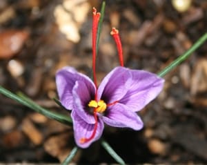 Cultivation of saffron from 30 hectares for the first time in Zahedan , Iranian saffron, saffron harvest, saffron cultivation, economic prosperity in saffron, medicinal plants, Saffron harvest, saffron export, Iranian saffron export