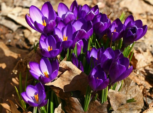 Cultivation of saffron in 8 cities of Ardabil in Iran , Saffron cultivation of Ardabil city in Iran, Saffron harvest, Saffron cultivation, Economic prosperity in saffron, Medicinal plants, Iranian saffron, Saffron of Ardabil city