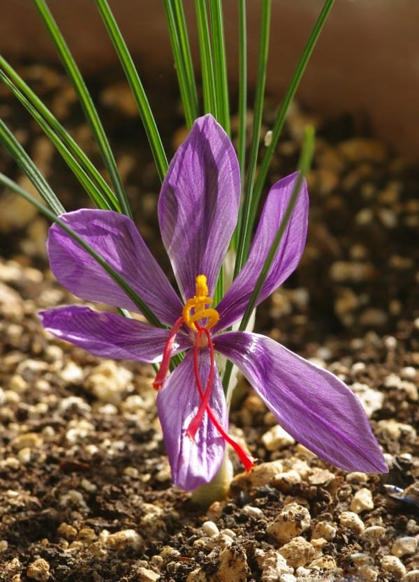 Cultivation of saffron in Eshtehard city of Karaj , Saffron cultivation in Eshtehard city, Saffron harvest, Saffron cultivation, Economic prosperity in saffron, Medicinal plants, Saffron production, Iranian saffron, Eshtehard saffron cultivation, Eshtehard saffron