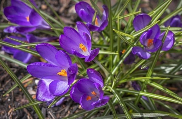 Cultivation of saffron in Markazi province in Iran is recommended , Saffron cultivation in Markazi province, Saffron harvest, Saffron cultivation, Economic prosperity in saffron, Medicinal plants, Iranian saffron, Iranian saffron export, Saffron cultivation in Arak