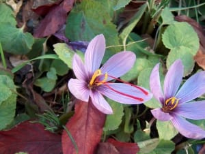 Cultivation of saffron is an opportunity for Kojoor section of Mazandaran , Iranian saffron, saffron harvest, saffron cultivation, economic prosperity in saffron, medicinal plants, Saffron harvest, saffron export, Iranian saffron export