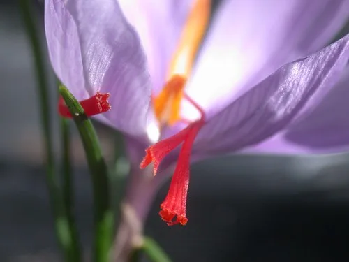 Currency exchange of $ 500 million Iranian saffron , Iranian saffron dollar exchange rate, saffron harvest, saffron cultivation, economic prosperity in saffron, medicinal plants, saffron, $ 500 million saffron exchange rate, Iranian saffron, purchase of Iranian saffron, sale of Iranian saffron