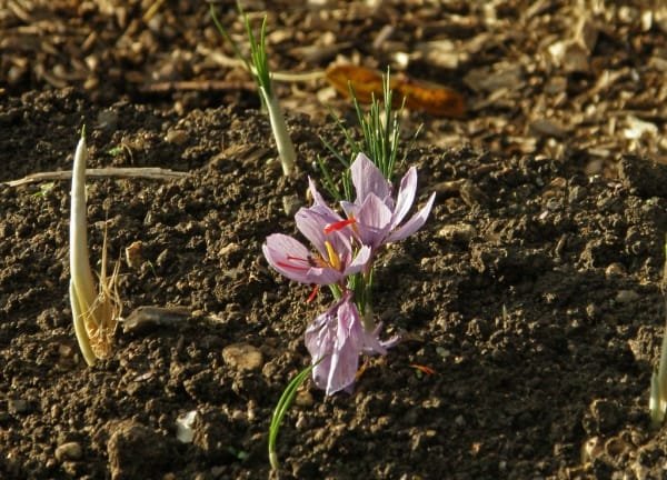 Destruction of Iranian saffron is the fourth national scourge , Destruction of Iranian saffron, Economic prosperity in saffron, Medicinal plants, Saffron production, Iranian saffron, Destruction of Iranian saffron is the fourth plague, Saffron export, Destruction of saffron is the fourth national plague