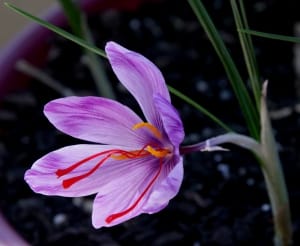 Distribution of 72 tons of saffron onion bulbs in Ardabil province , Iranian saffron, saffron harvest, saffron cultivation, economic prosperity in saffron, medicinal plants, Saffron harvest, saffron export, Iranian saffron export