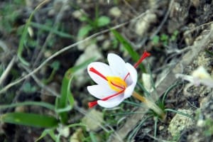 Efforts to export saffron products with Iranian brand , Iranian saffron, saffron harvest, saffron cultivation, economic prosperity in saffron, medicinal plants, Saffron harvest, saffron export, Iranian saffron export