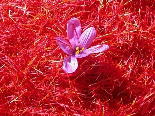 Equivalent to one ton of dry saffron with 17,000 barrels of oil , Dry saffron with 17,000 barrels of oil, saffron harvest, saffron cultivation, economic prosperity in saffron, medicinal plants, barrels of oil, one ton of dry saffron with 17,000 barrels of oil