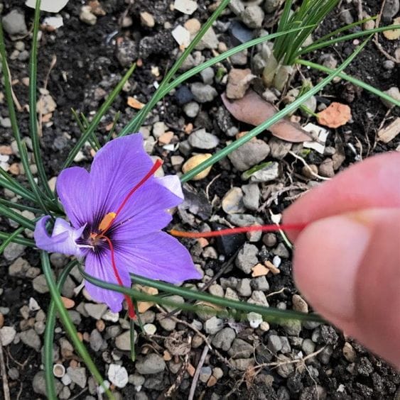 Establishment of the first integrated saffron chain in Semnan province, saffron, integrated saffron, integrated saffron, integrated saffron chain, Iranian saffron, saffron planting in Semnan Iran, saffron harvest in Semnan Iran, saffron flower