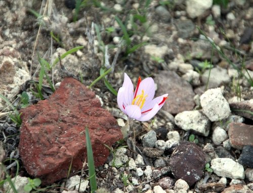Europe accepts the standards of Iranian saffron