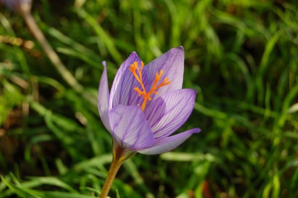 Execution of aeroponic cultivation of saffron by researchers , Execution of aeroponic saffron cultivation, saffron harvest, saffron cultivation, economic prosperity in saffron, medicinal plants, aeroponic cultivation of saffron