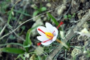 Export of Yazd saffron to Khorasan and Kerman! , Iranian saffron, saffron harvest, saffron cultivation, economic prosperity in saffron, medicinal plants, Kerman province saffron harvest, saffron harvest from farms in Yazd province, saffron export, Iranian saffron export