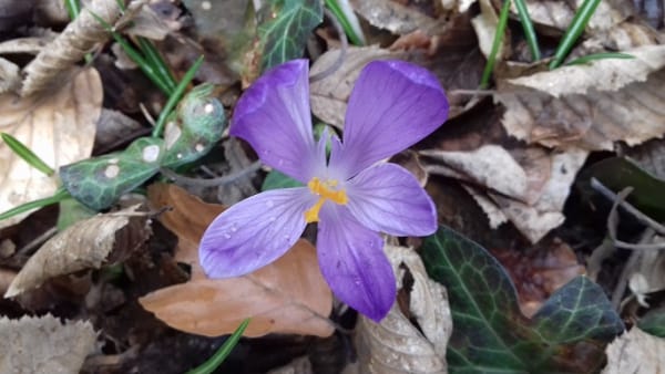Falling prices of Iranian saffron in world markets , Falling price of Iranian saffron, Saffron harvest, Saffron cultivation, Economic prosperity in saffron, Medicinal plants, Price of Iranian saffron in world markets, Iranian saffron, Falling saffron price